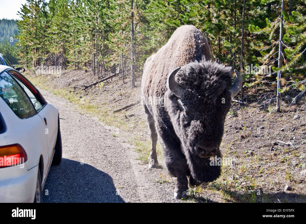 Les bisons sauvages sur la route devant une voiture dans le parc national de Yellowstone, Wyoming, USA Banque D'Images