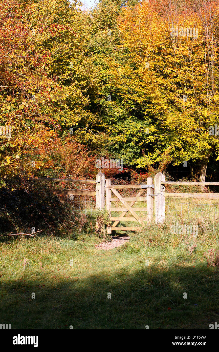 Passerelle d'automne. Forêt de HATFIELD ESSEX UK. Banque D'Images