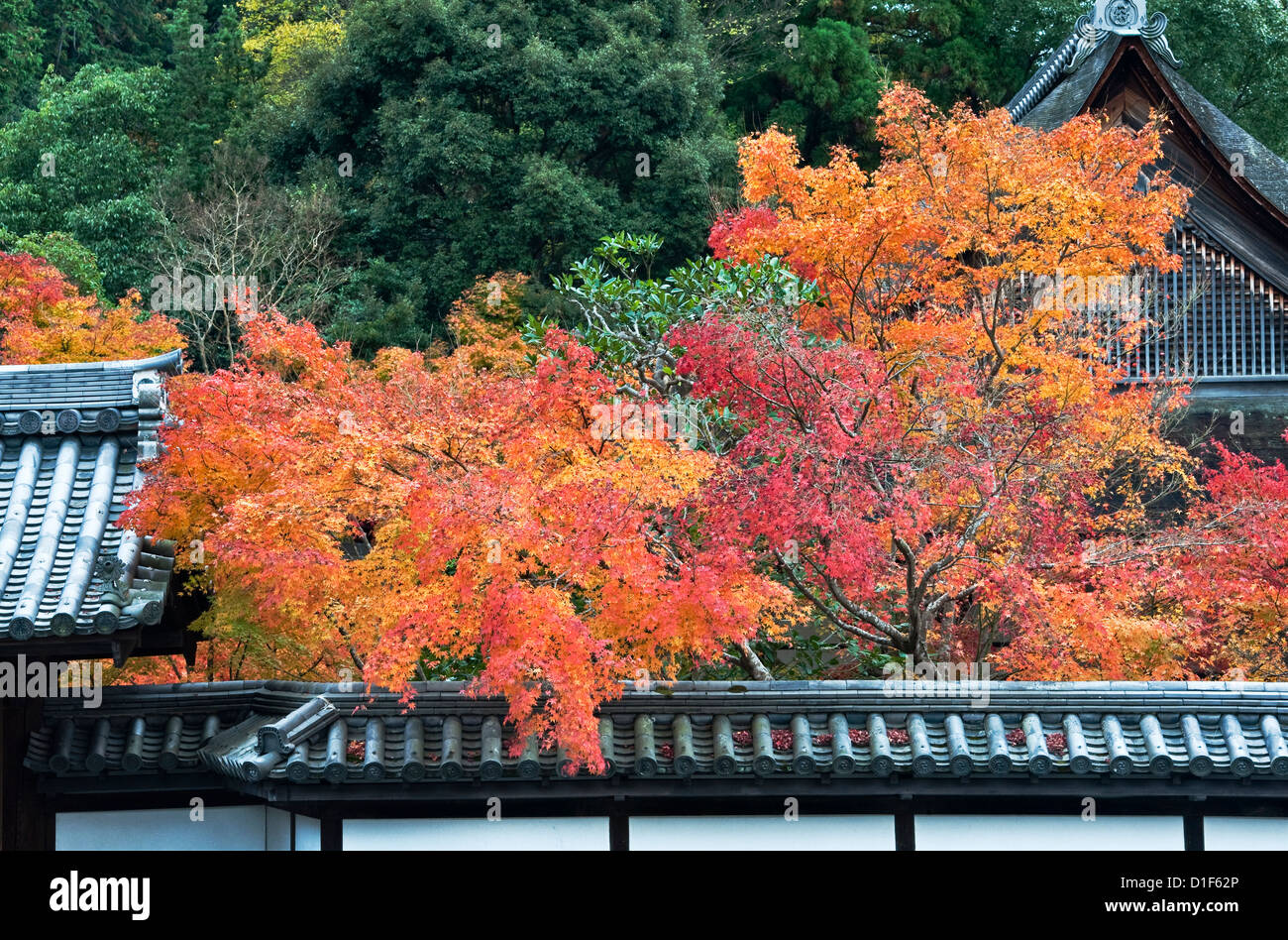 Feuillage d'automne aux couleurs vives surplombant les toits de tuiles d'argile traditionnelles au temple bouddhiste de Tenju-an, Nanzen-ji, Kyoto, Japon Banque D'Images