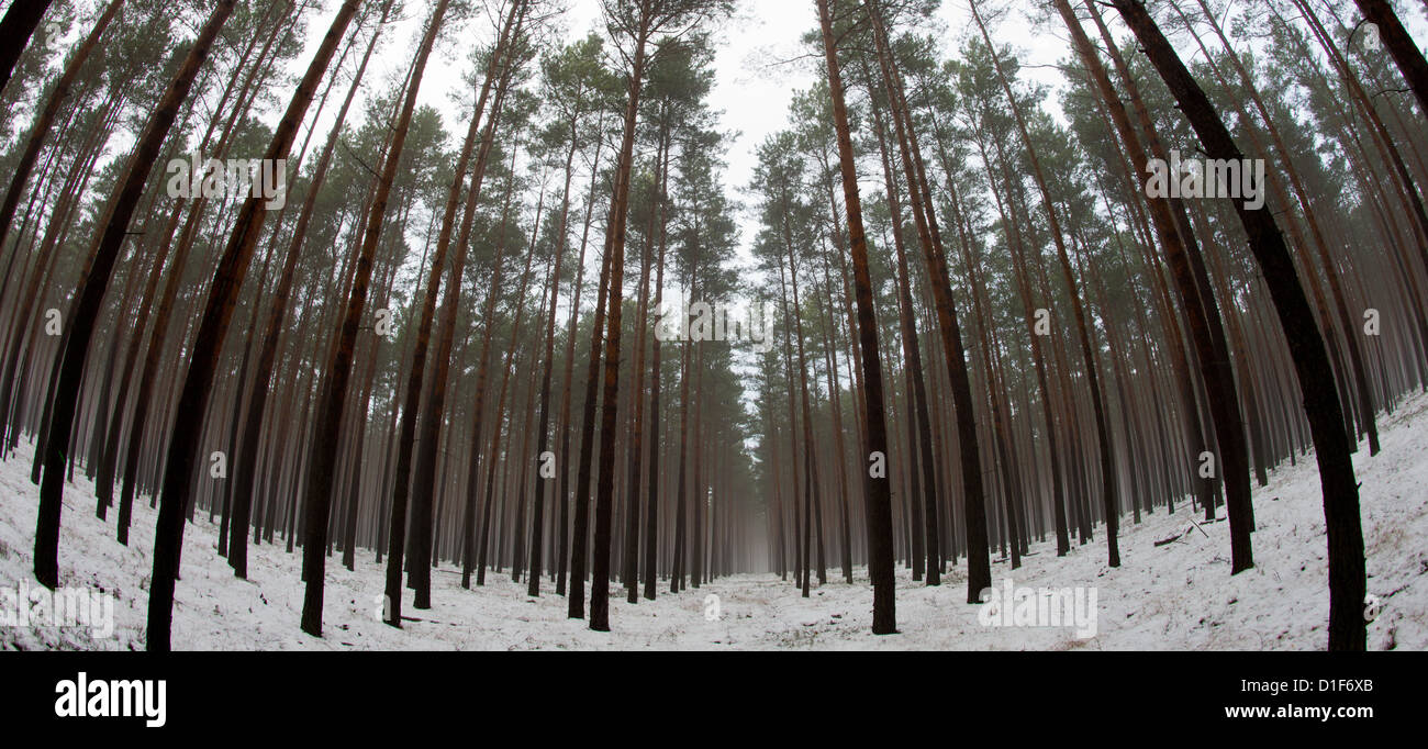 Vue d'une forêt de pins près de Briesen, Allemagne, 17 décembre 2012. Le 18 décembre 2012, l'Etat fédéral Brandenburg présentera le rapport sur la dégradation des forêts. Brandebourg est connu pour ses immenses forêts de pins, qui s'est étendue sur une superficie qui résume en total à 1,1 millions d'hectares. Photo : Patrick Pleul Banque D'Images