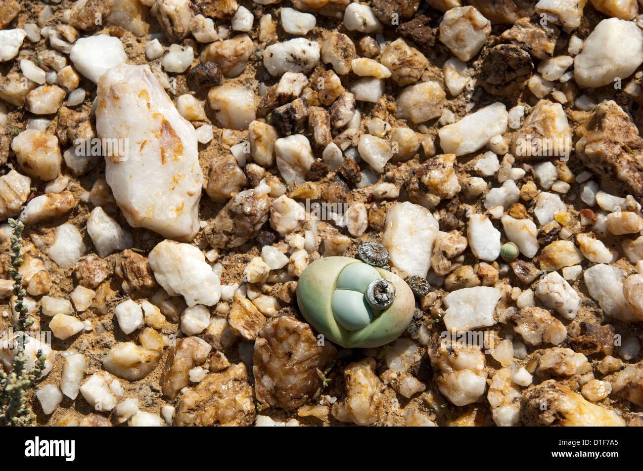 Argyroderma sp. avec capsule de plus en champ de quartz, Knersvlakte, Western Cape, Le Namaqualand, Afrique du Sud Banque D'Images