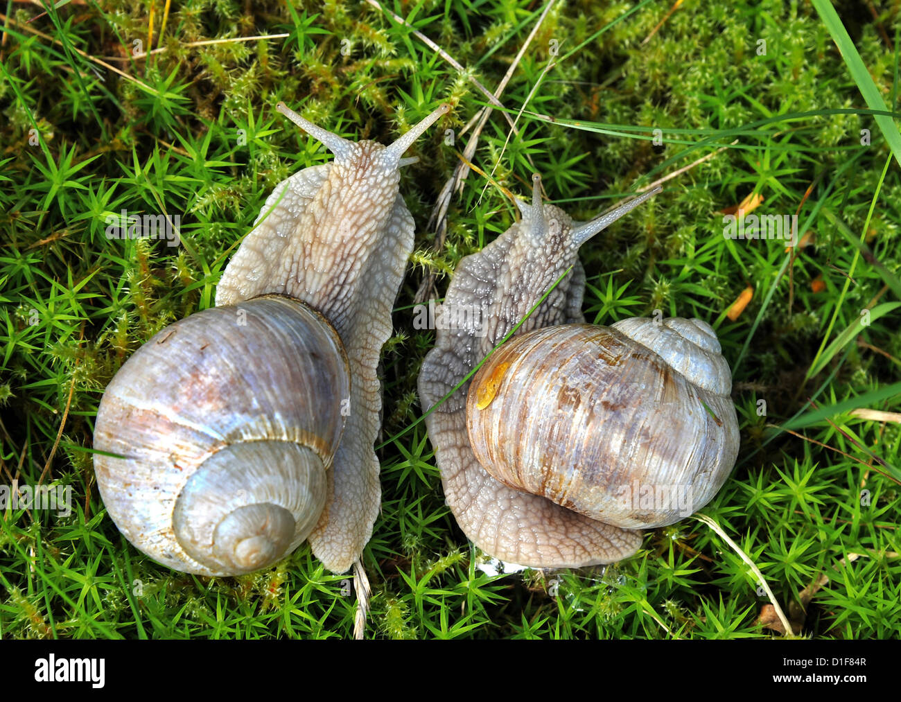 Les escargots comestibles s'asseoir sur une prairie de Düsseldorf, Allemagne, 15 juillet 2012. Photo : Waltraud Grubitzsch Banque D'Images