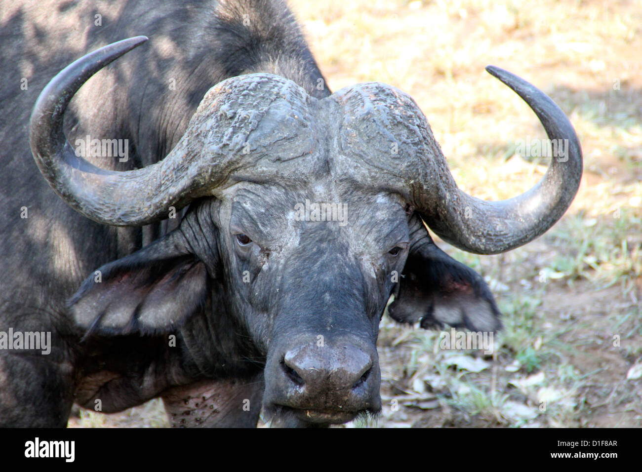 Vieux avec des cornes de bison qu'il a utilisé pour plusieurs combats Banque D'Images