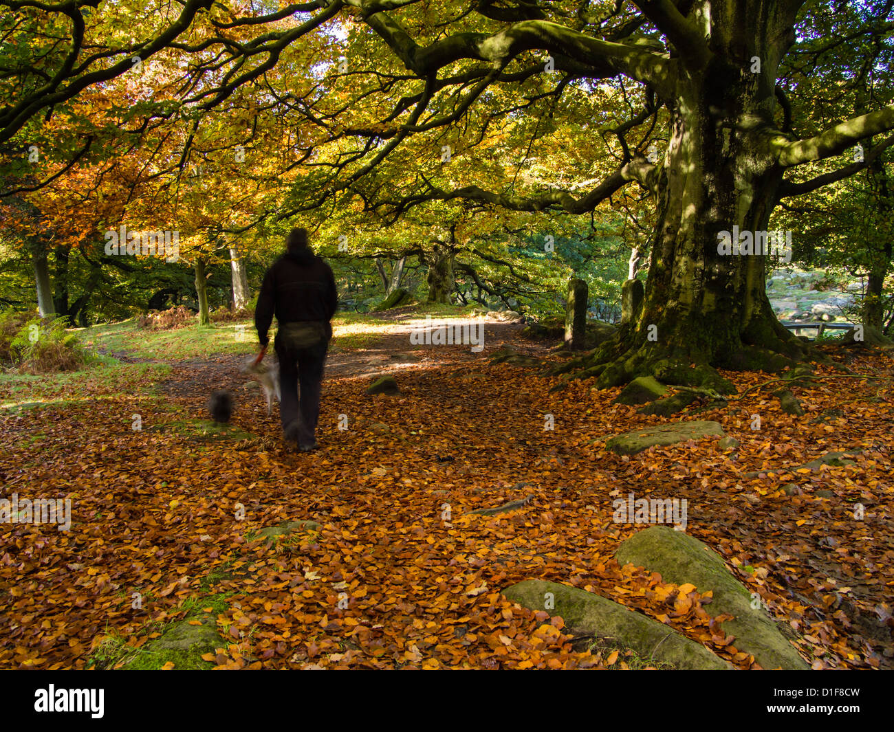 Personne marchant chien capturé avec vitesse d'obturation lente en automne woodland Padley woods Angleterre Derbyshire Peak District Banque D'Images