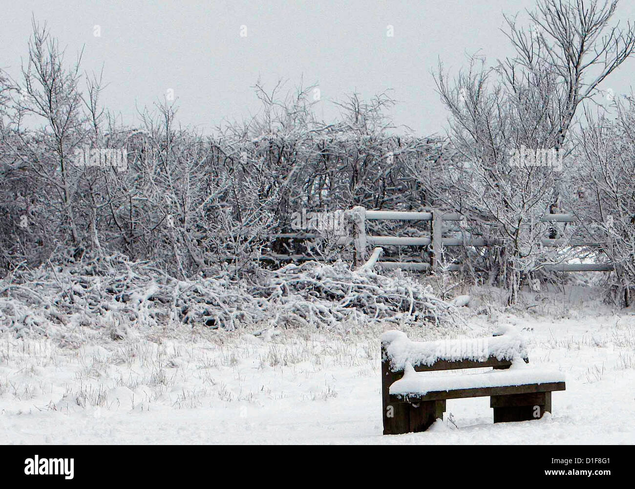 05.02.2012 La neige dans une Country Park Photo de James Galvin Banque D'Images