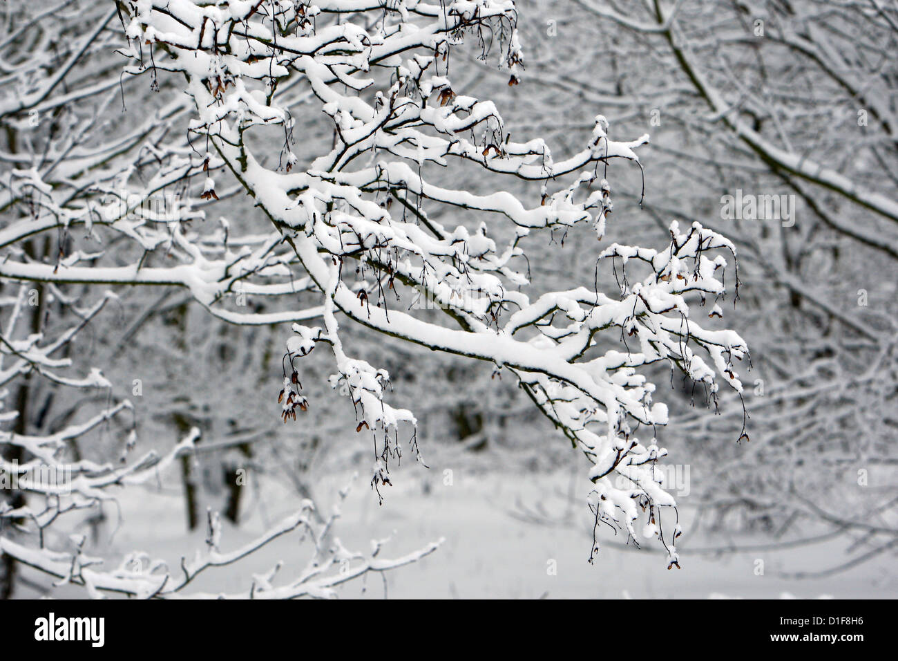 05.02.2012 De la neige sur les arbres de Cely Woods Country Park Photo Essex Galvin James Banque D'Images