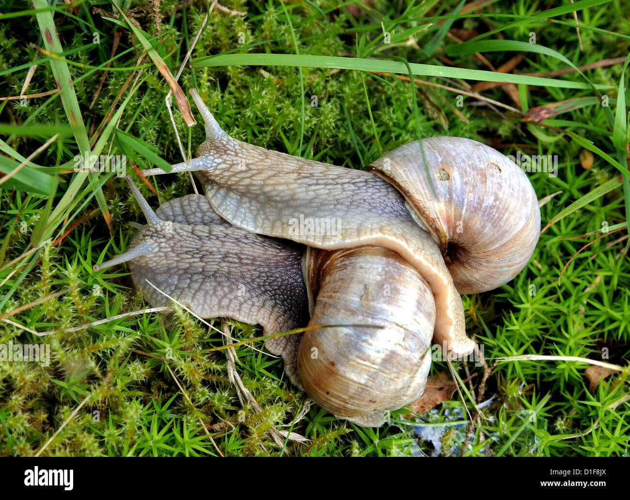 Les escargots comestibles s'asseoir sur une prairie de Düsseldorf, Allemagne, 15 juillet 2012. Photo : Waltraud Grubitzsch Banque D'Images