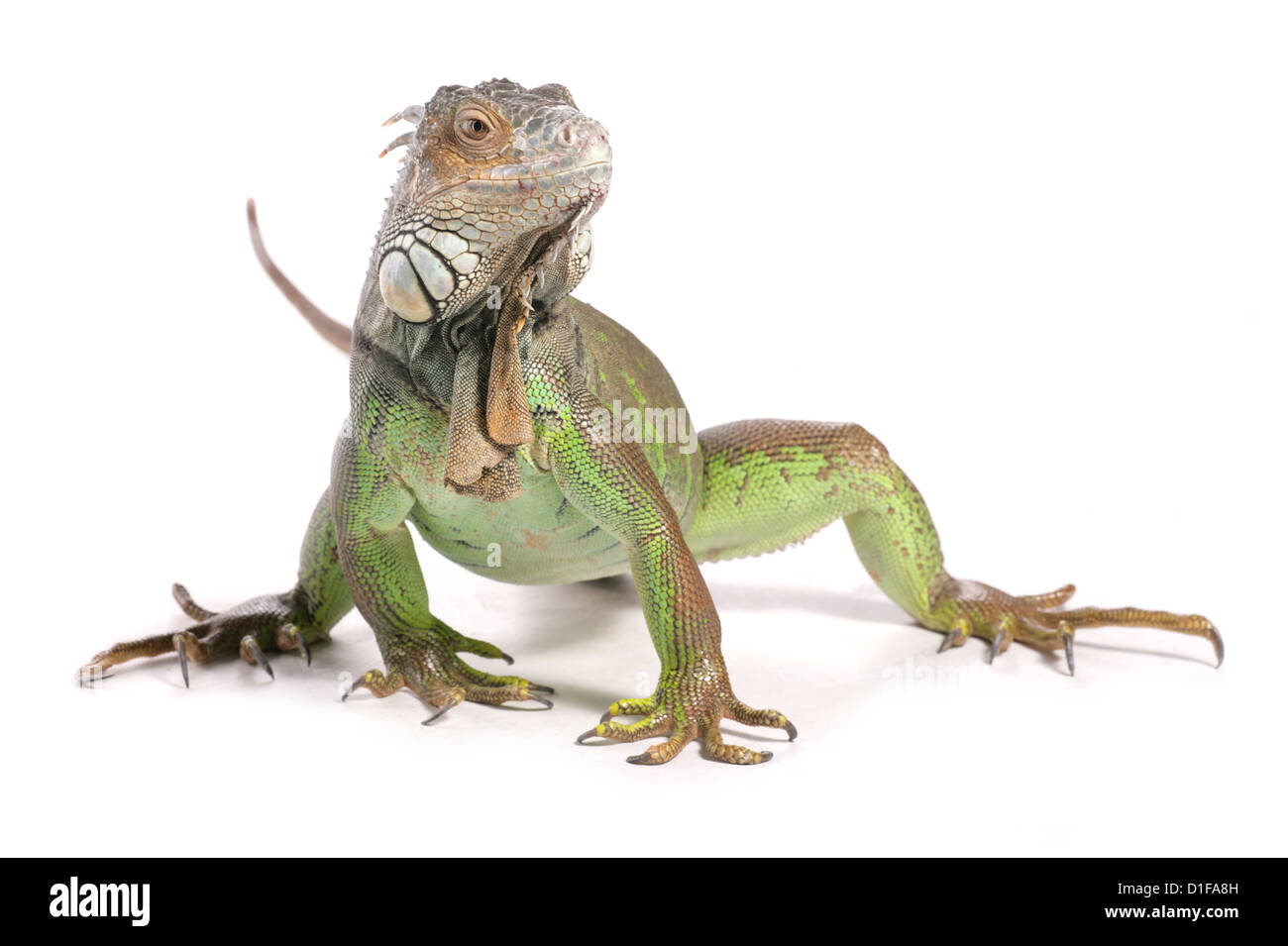 Green Iguana Iguana iguana Profil des adultes' Studio, UK Banque D'Images