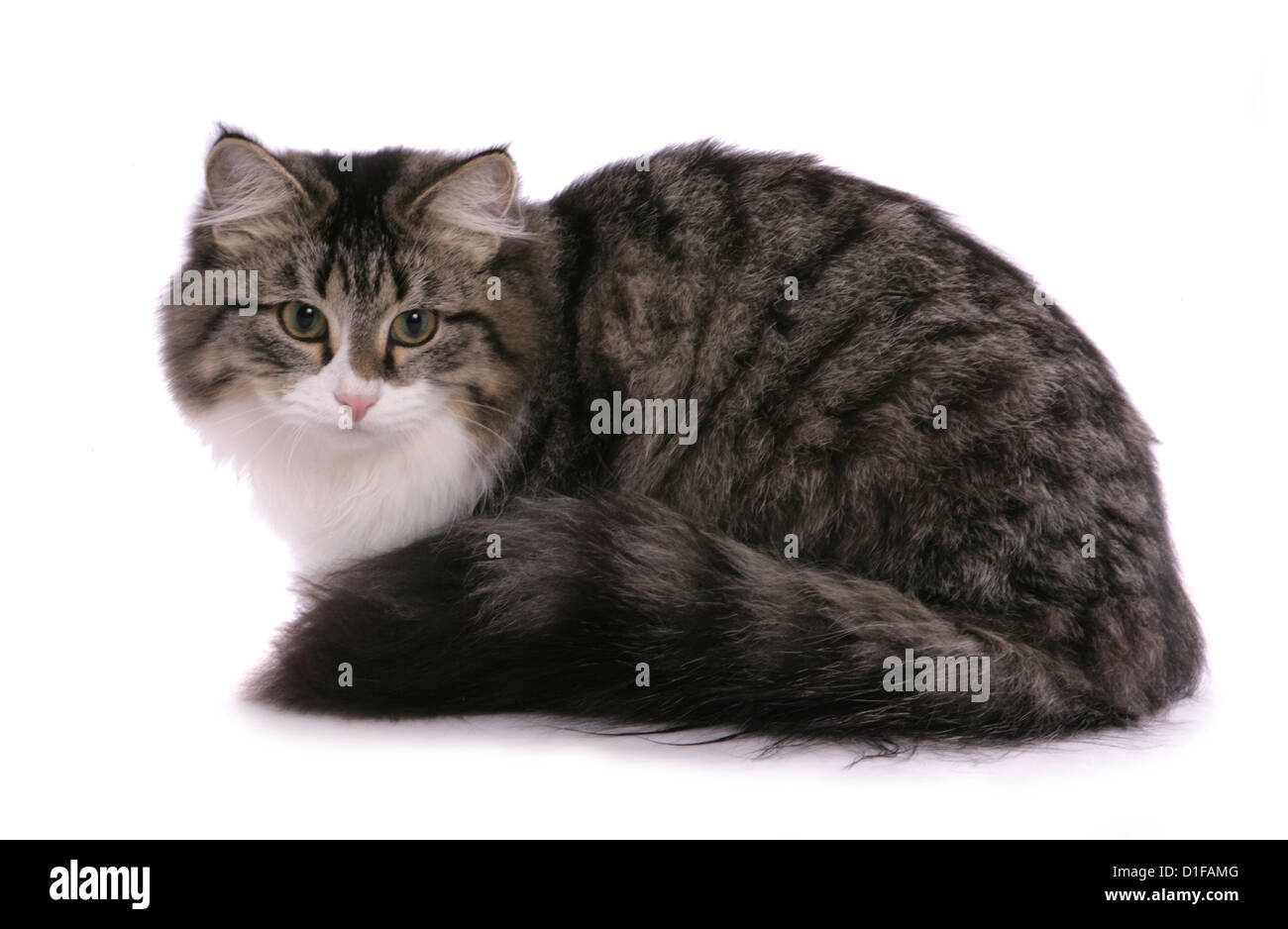 Brown Tabby Et Blanc Chat Siberien Adulte Seul Fixant Dans Un Studio Uk Photo Stock Alamy Brown Tabby Et Blanc Chat Siberien Adulte Seul Fixant Dans Un Studio Uk Photo Stock Alamy