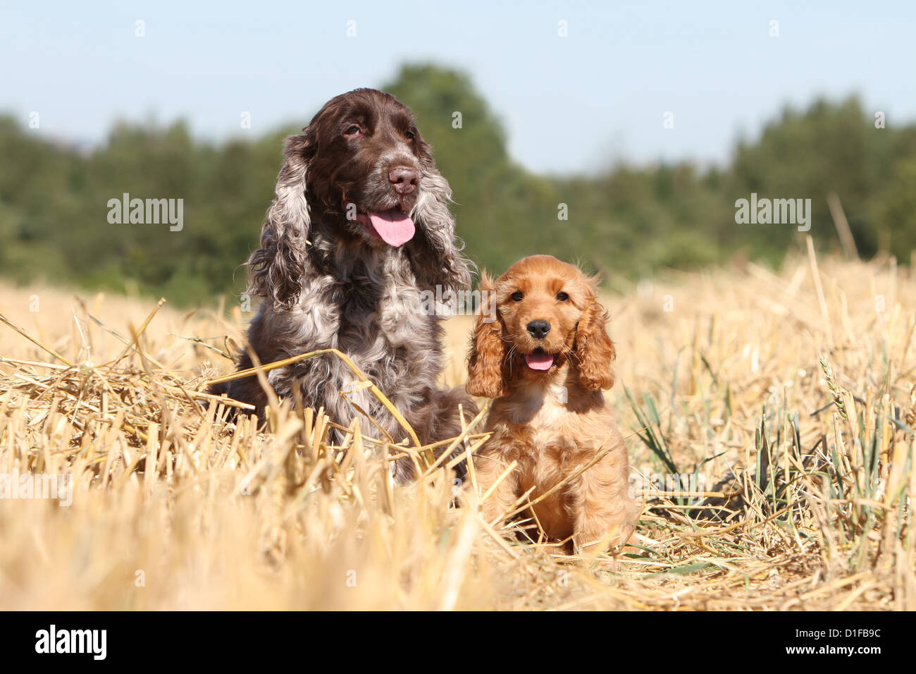 Cocker Anglais Chien Et Chiot Adultes Roan Foie Foie Rouge Roan Mere Et Bebe Adultes Deux Chiots 2 Deux Sit Assis Photo Stock Alamy