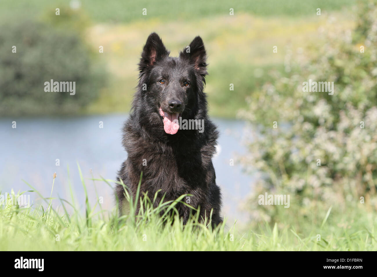 Dutch Shepherd Dog / adulte assis dans un pré Banque D'Images
