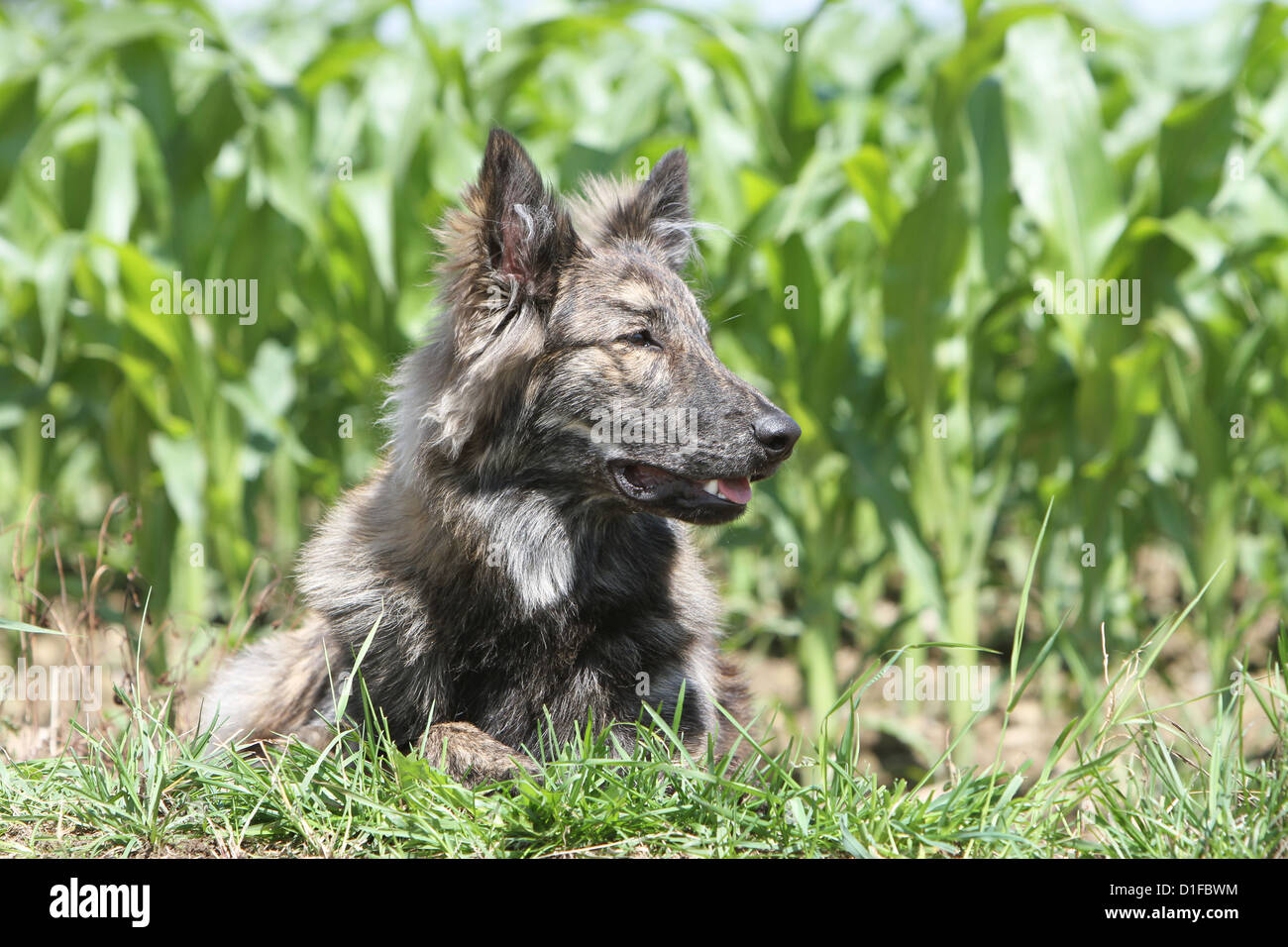 Dutch Shepherd Dog / adulte couché dans un champ Banque D'Images
