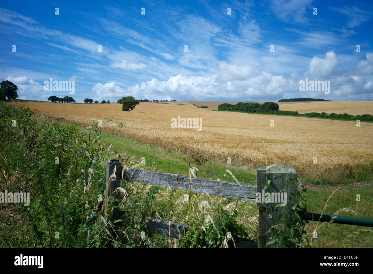 Le South Downs Way, Hampshire, Angleterre, Royaume-Uni, Europe Banque D'Images