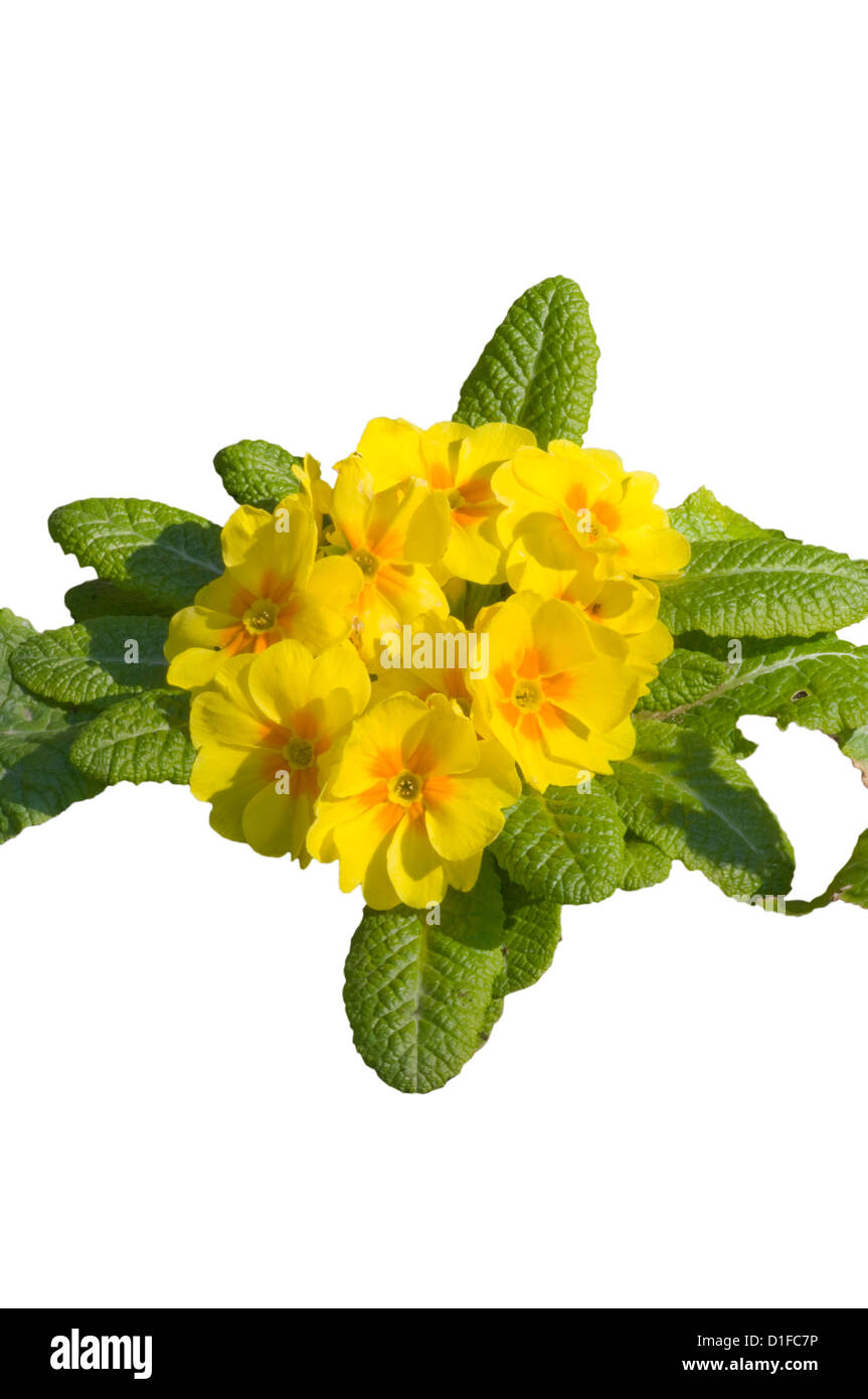Primula vulgaris "indigènes" jaune Primevère Banque D'Images