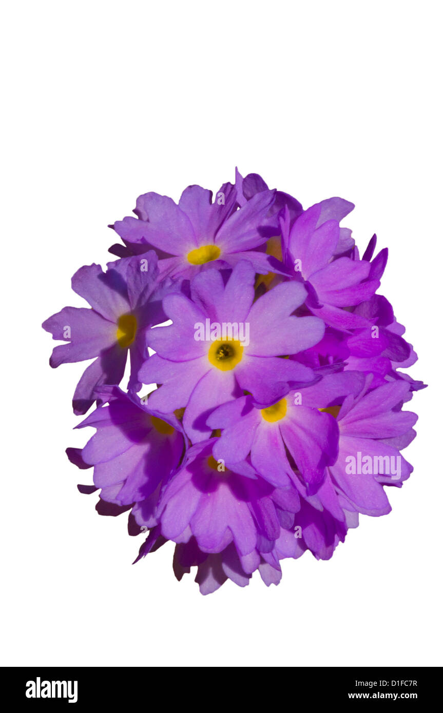 Primula Denticulata Primevère de l'Himalaya " " Banque D'Images