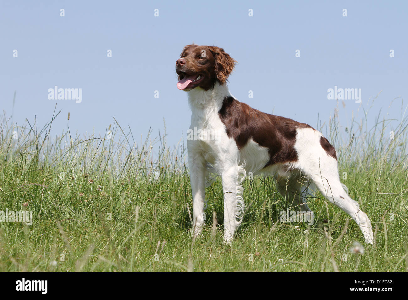 Bretagne Chien Spaniel Epagneul Breton Marron Et Blanc
