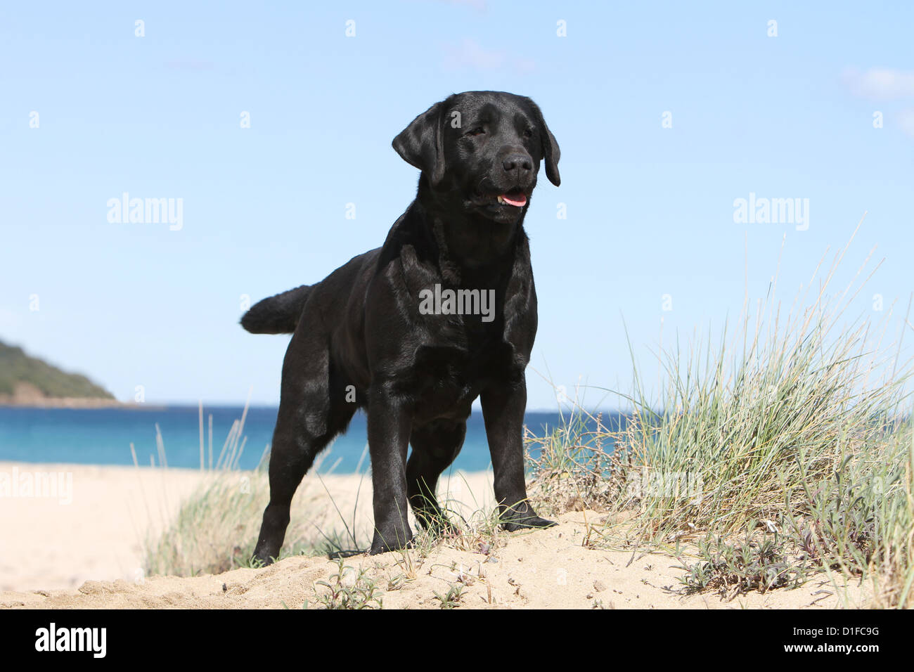 Chien Labrador retriever adulte (noir) debout sur la plage Banque D'Images