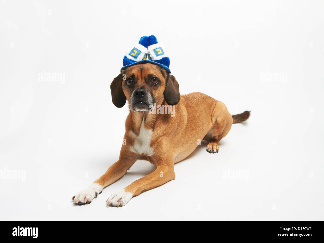 Puggle dans Hannoucah hat Banque D'Images