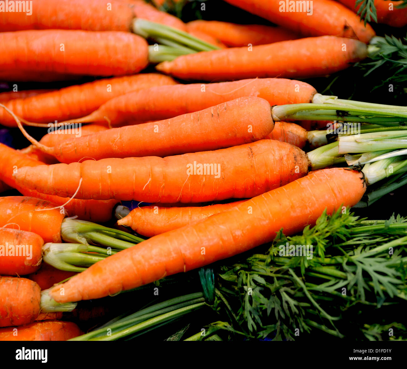 Produits frais bio carottes fanes vertes avec Banque D'Images