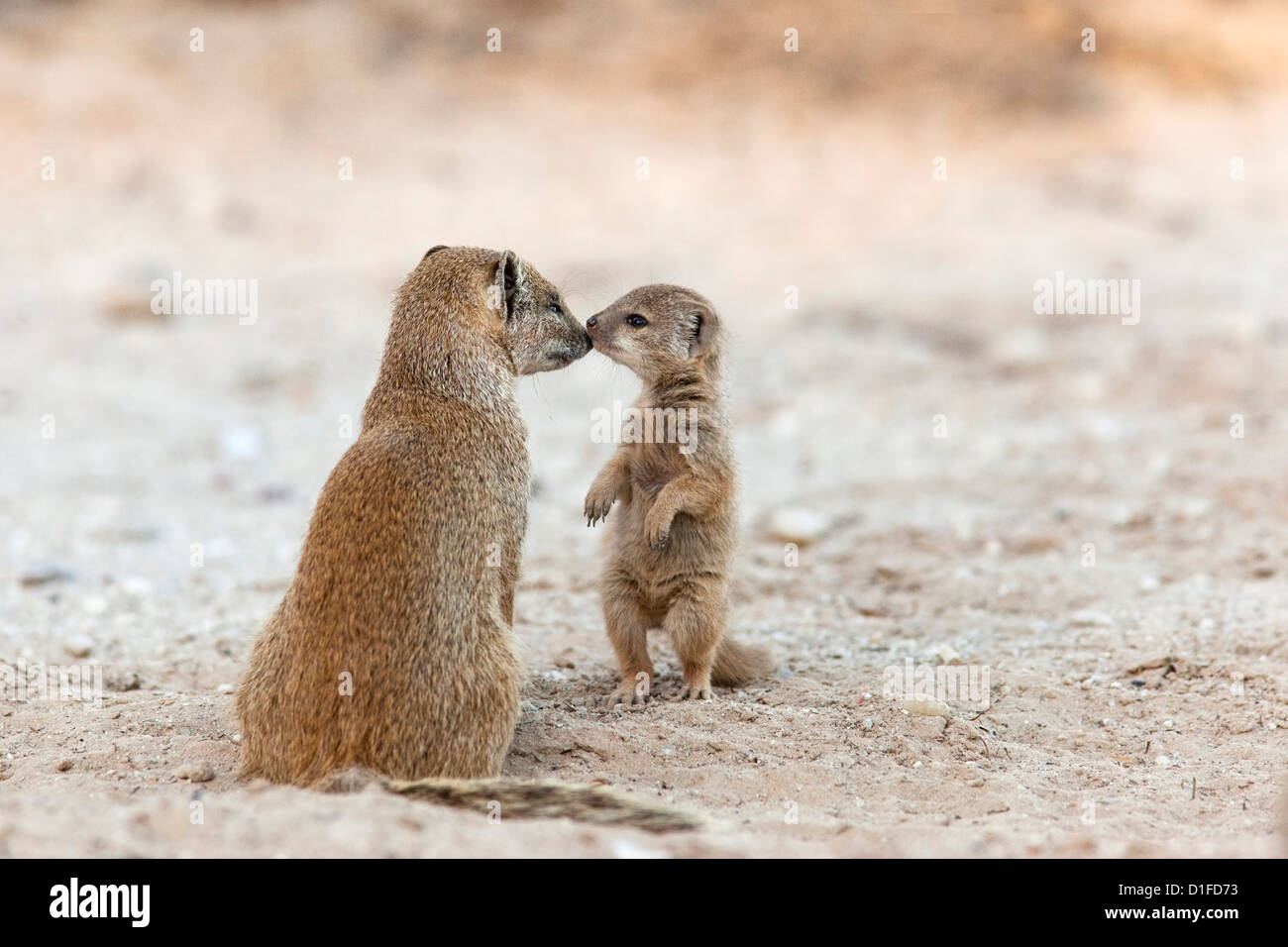 (Cynictis penicillata mangouste jaune) avec les jeunes, Kgalagadi Transfrontier Park, Afrique du Sud, l'Afrique Banque D'Images