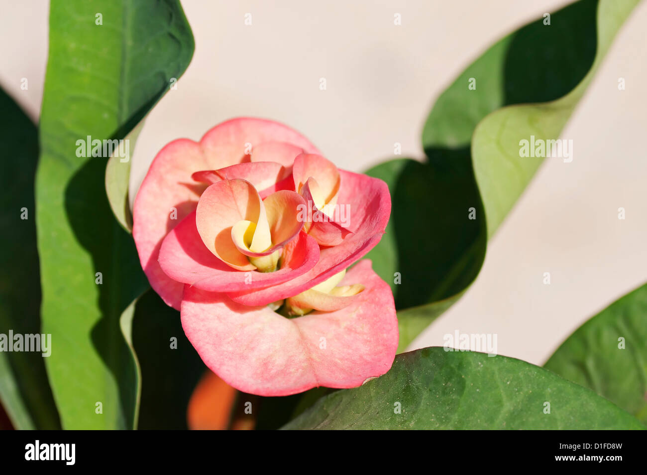 Vue rapprochée de la floraison fleurs sur 'Crown of Thorns' plante succulente, également connu sous le nom de Christ. Banque D'Images