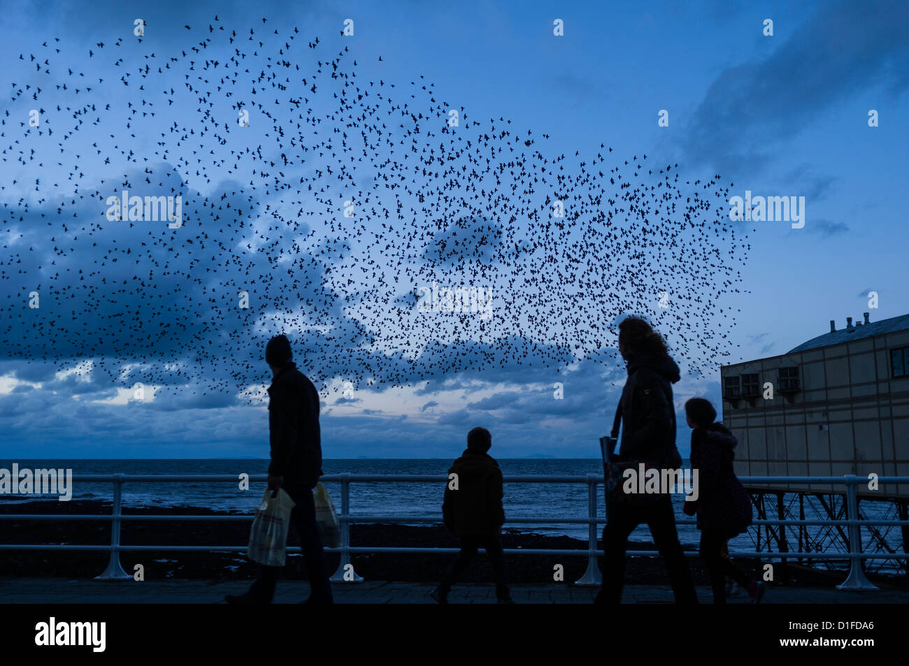 Une famille de quatre personnes 4 personnes regardant les étourneaux se percher au crépuscule, Aberystwyth pier Galles UK Banque D'Images