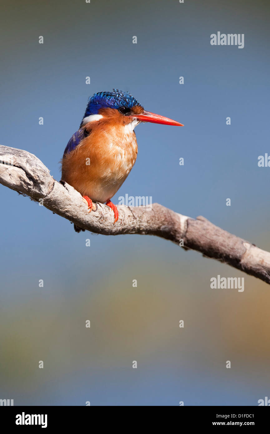 Martin-pêcheur huppé (Alcedo cristata), Intaka Island, Cape Town, Afrique du Sud, l'Afrique Banque D'Images