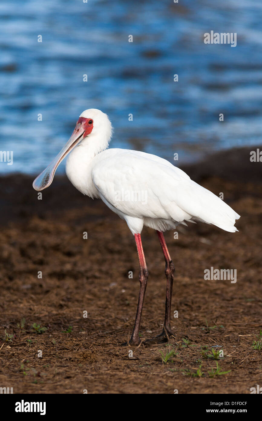 Spatule d'Afrique (Platalea alba), Kruger National Park, Afrique du Sud, l'Afrique Banque D'Images