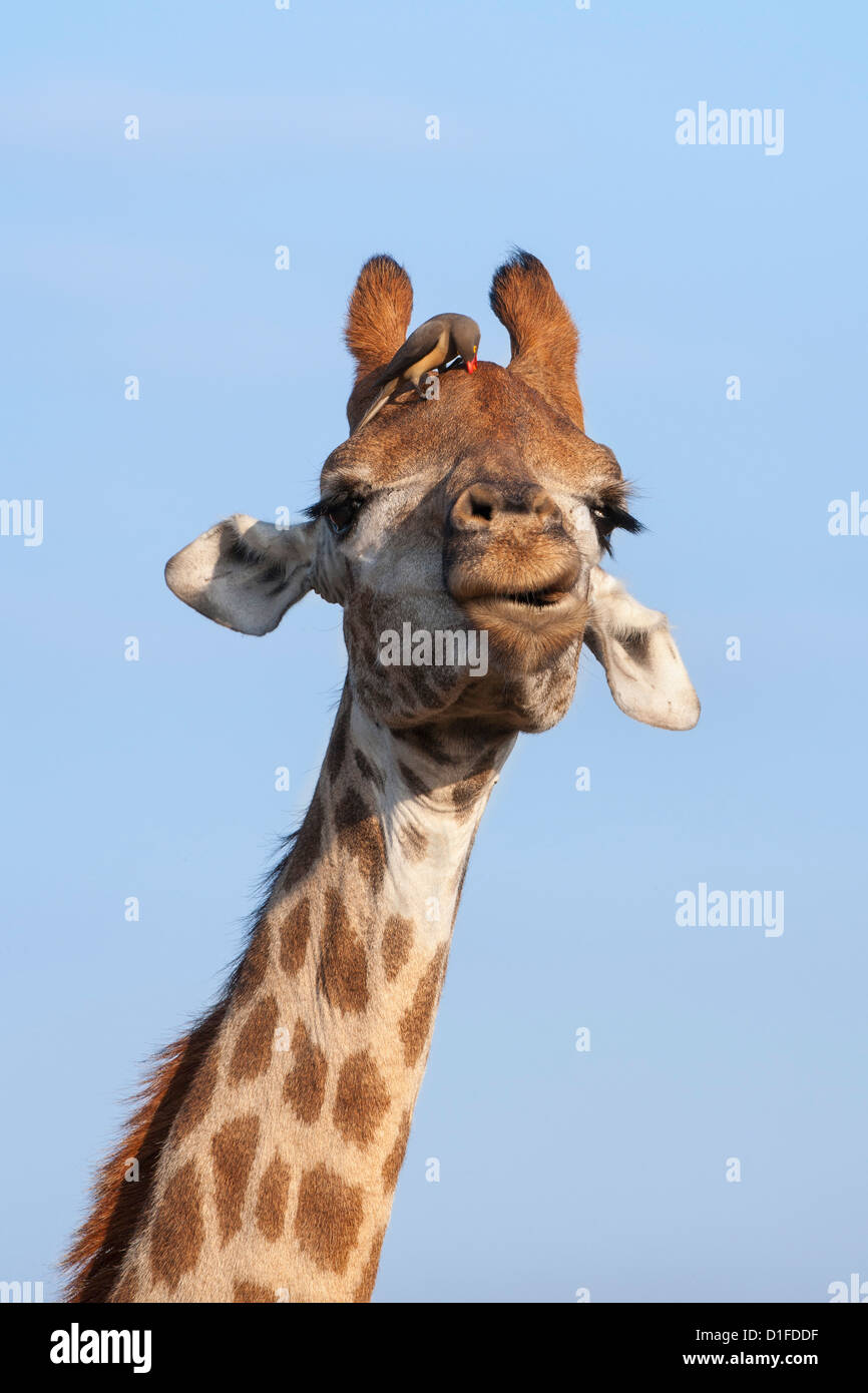 Girafe (Giraffa camelopardalis), avec redbilled oxpecker, Hluhluwe-Imfolozi Park, KwaZulu-Natal, Afrique du Sud, l'Afrique Banque D'Images