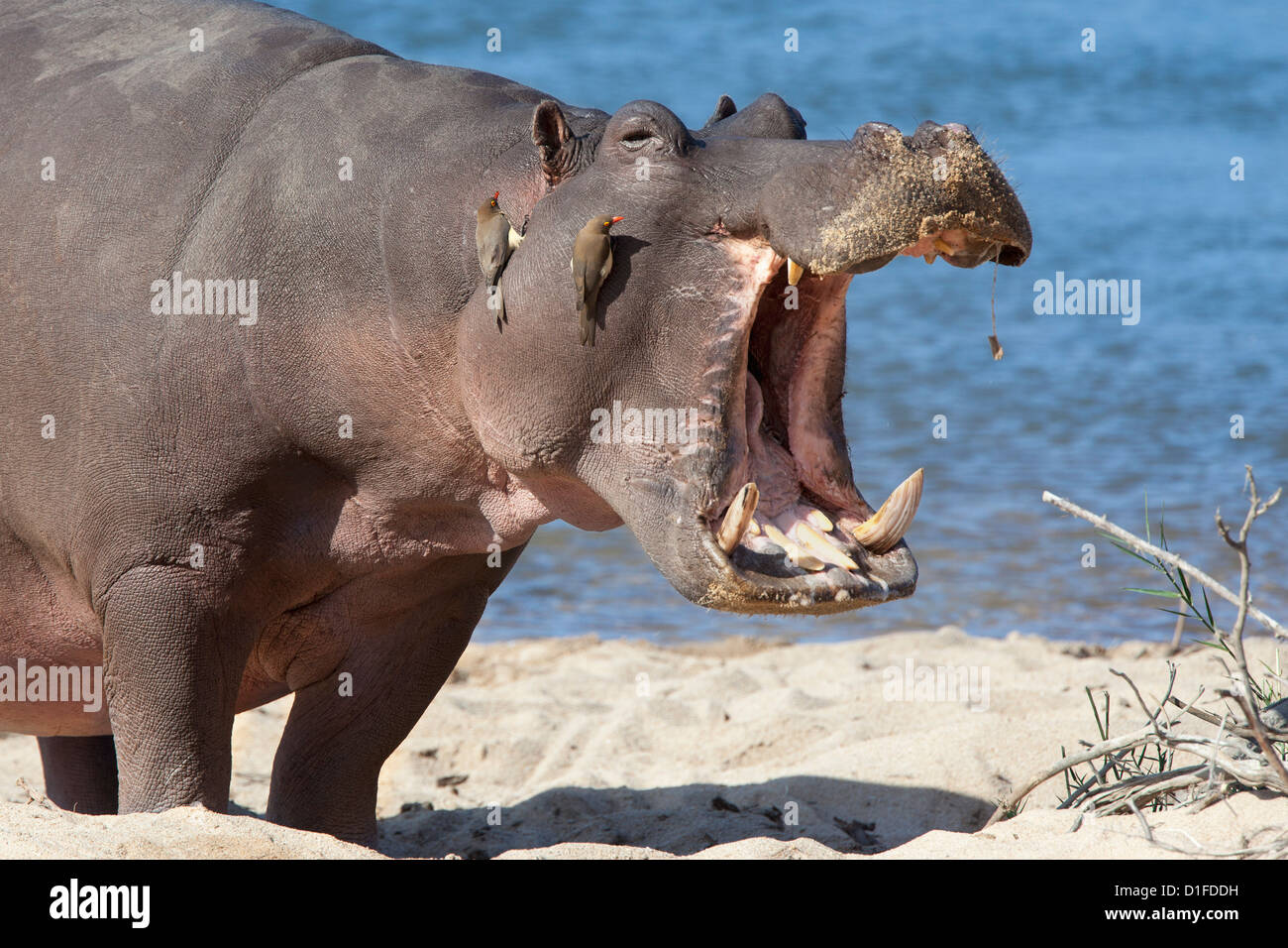 Hippopotame (Hippopotamus amphibius), Kruger National Park, Mpumalanga, Afrique du Sud, l'Afrique Banque D'Images