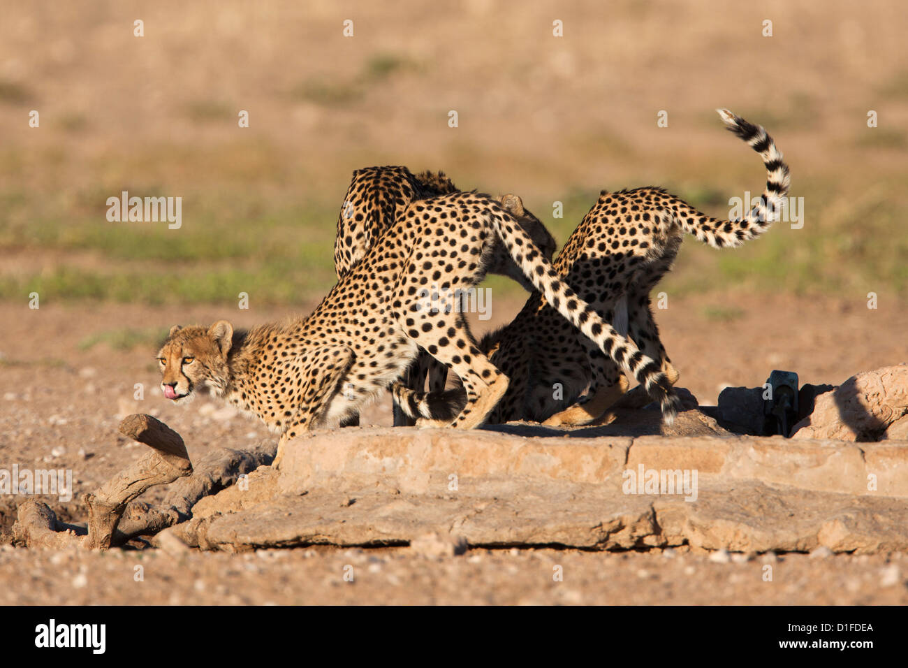 Le Guépard (Acinonyx jubatus), Parc transfrontalier de Kgalagadi waterhole, Afrique du Sud, l'Afrique Banque D'Images