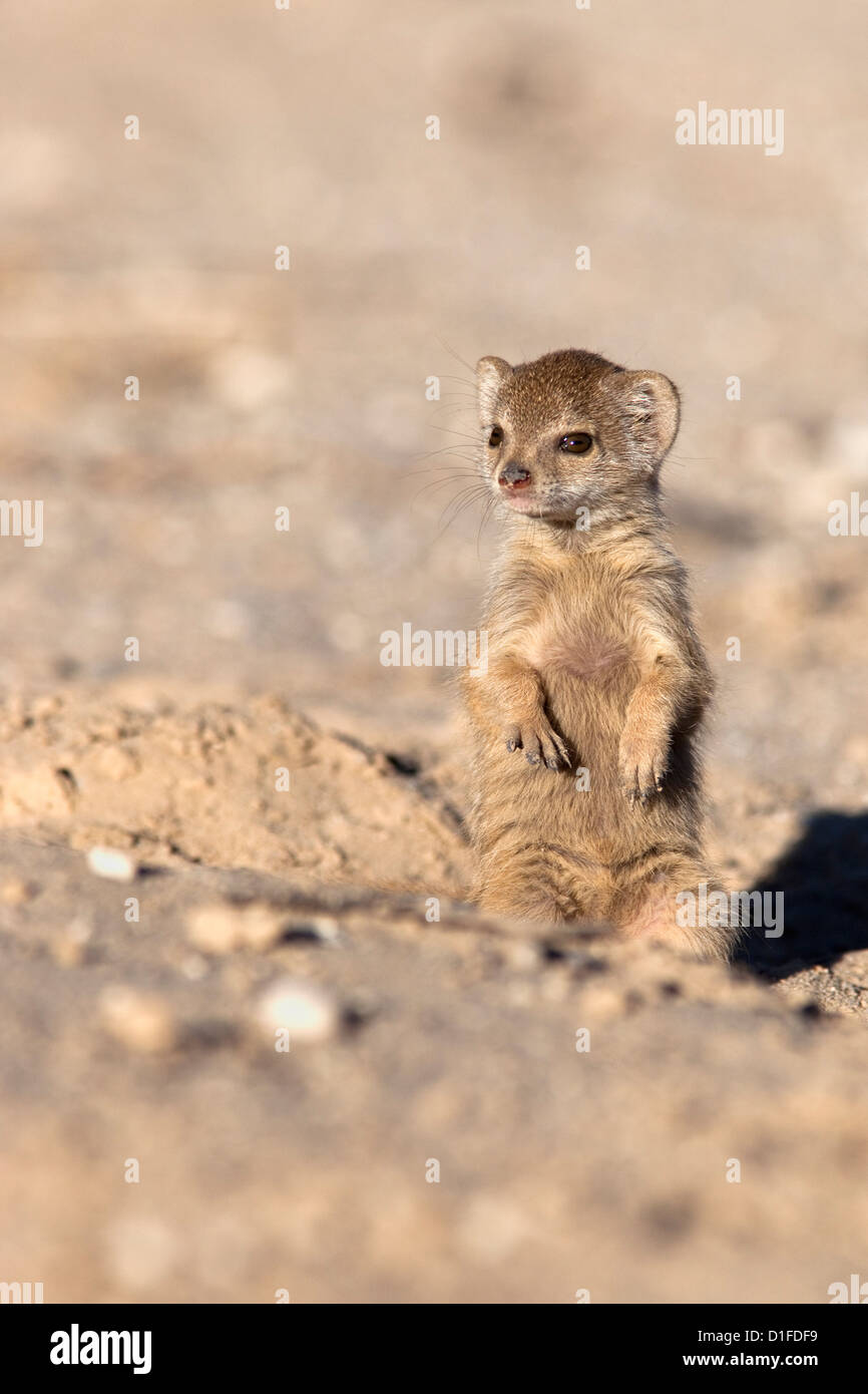 Cynictis Penicillata Mangouste Jaune Bebe Kgalagadi Transfrontier Park Afrique Du Sud L Afrique Photo Stock Alamy