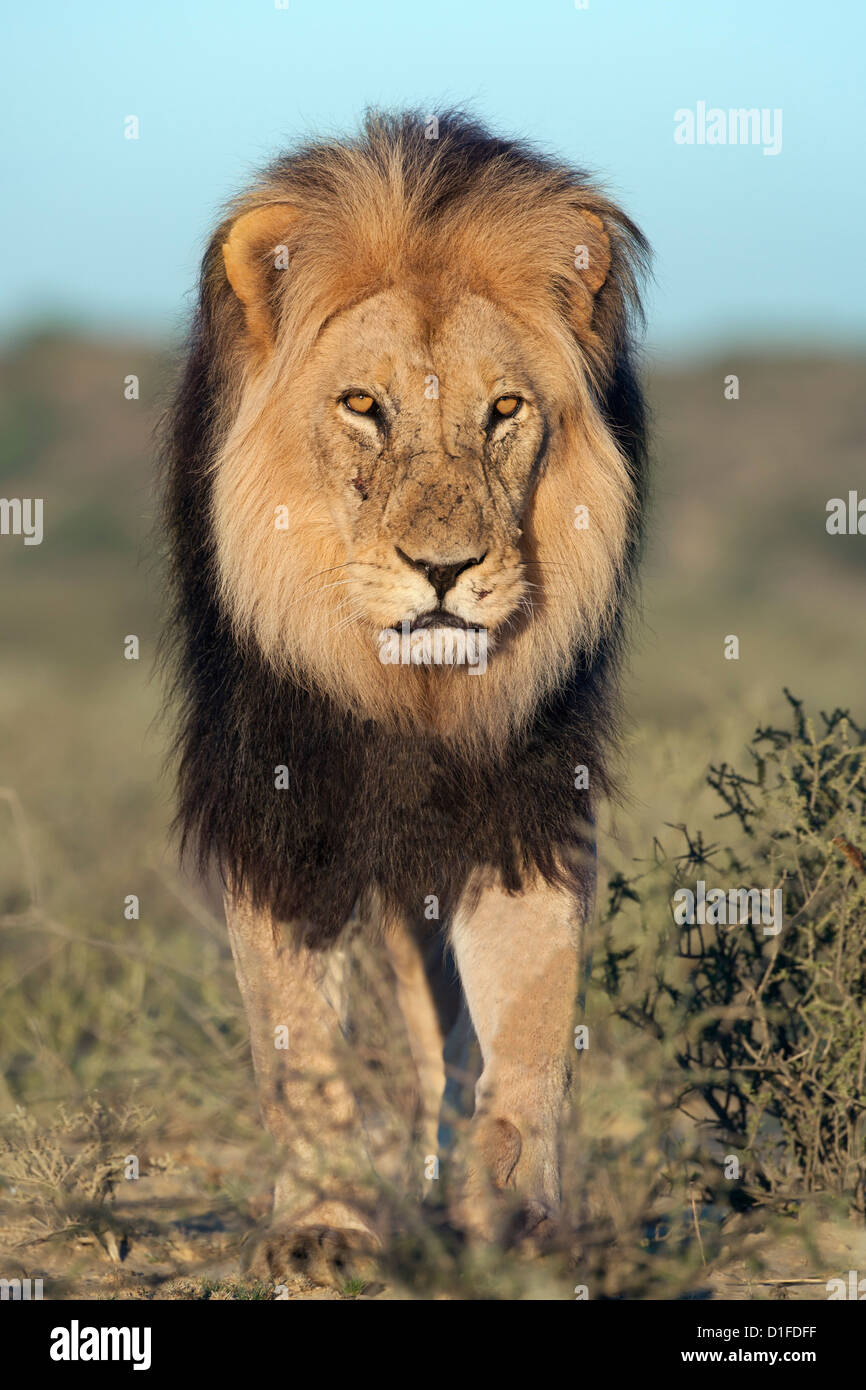 Lion (Panthera leo), Kgalagadi Transfrontier Park, Northern Cape, Afrique du Sud, l'Afrique Banque D'Images