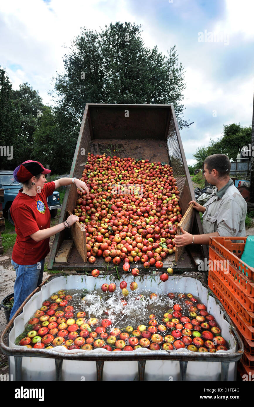 Une famille de cidreries lave les pommes avant d'appuyer sur à Broome Farm, près de Ross-on-Wye, au Royaume-Uni, où il y a un camping et tasti Banque D'Images