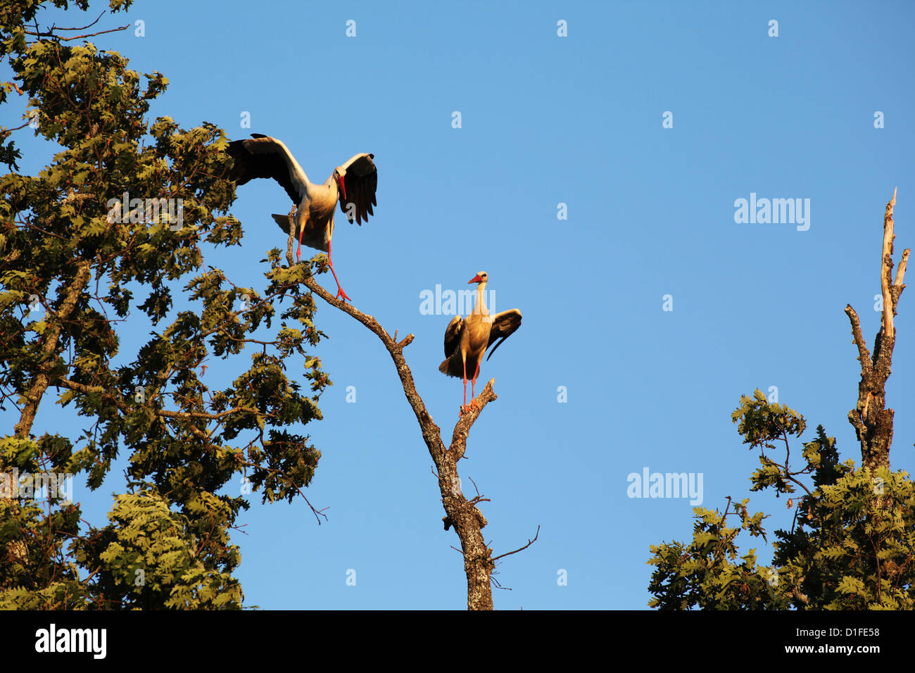 Deux cigognes blanches, un débarquement d'un autre comité permanent, sur une vieille branche de chêne au coucher du soleil Banque D'Images