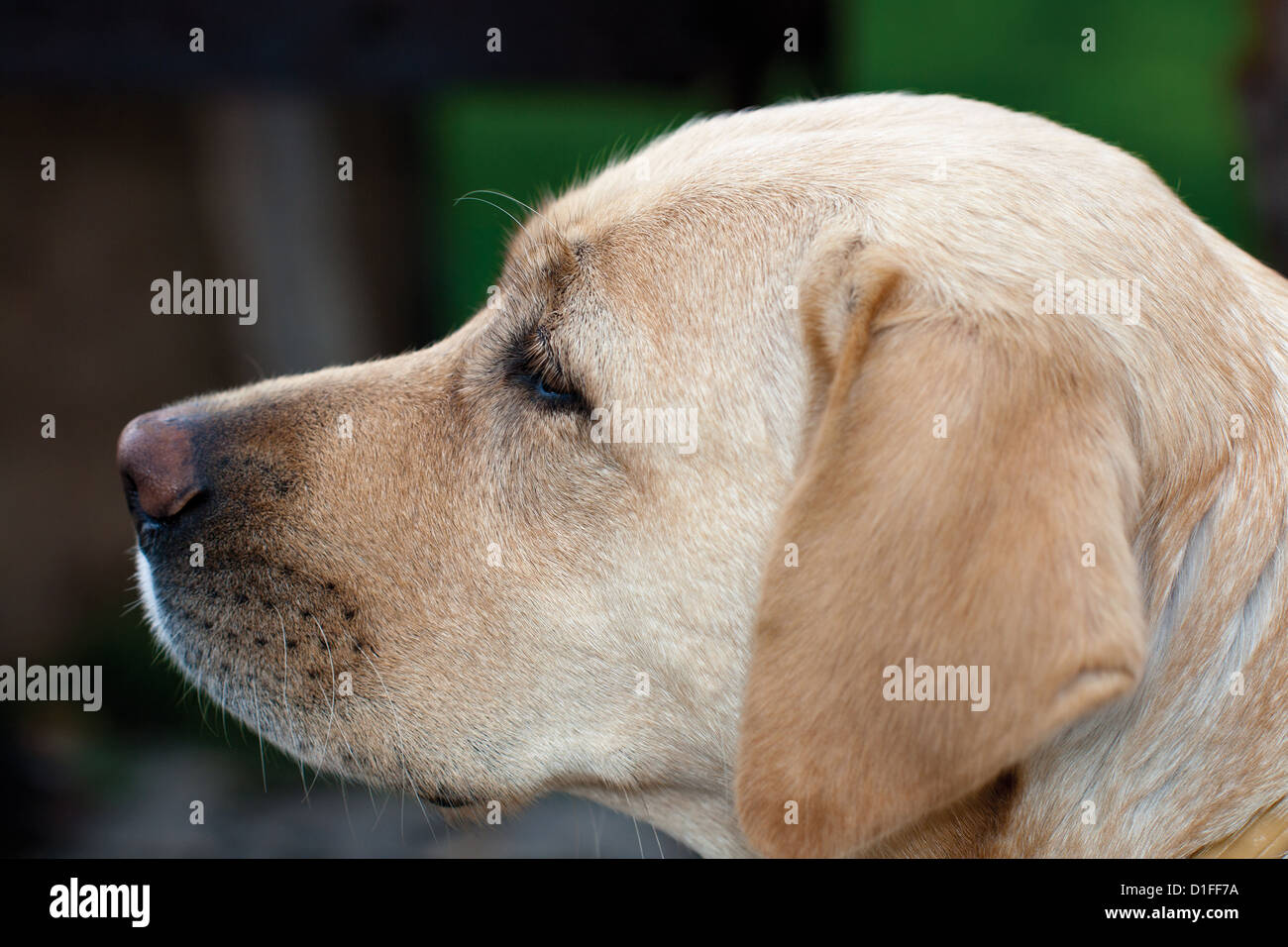 Portrait de Labrador retriever (gros plan) Banque D'Images