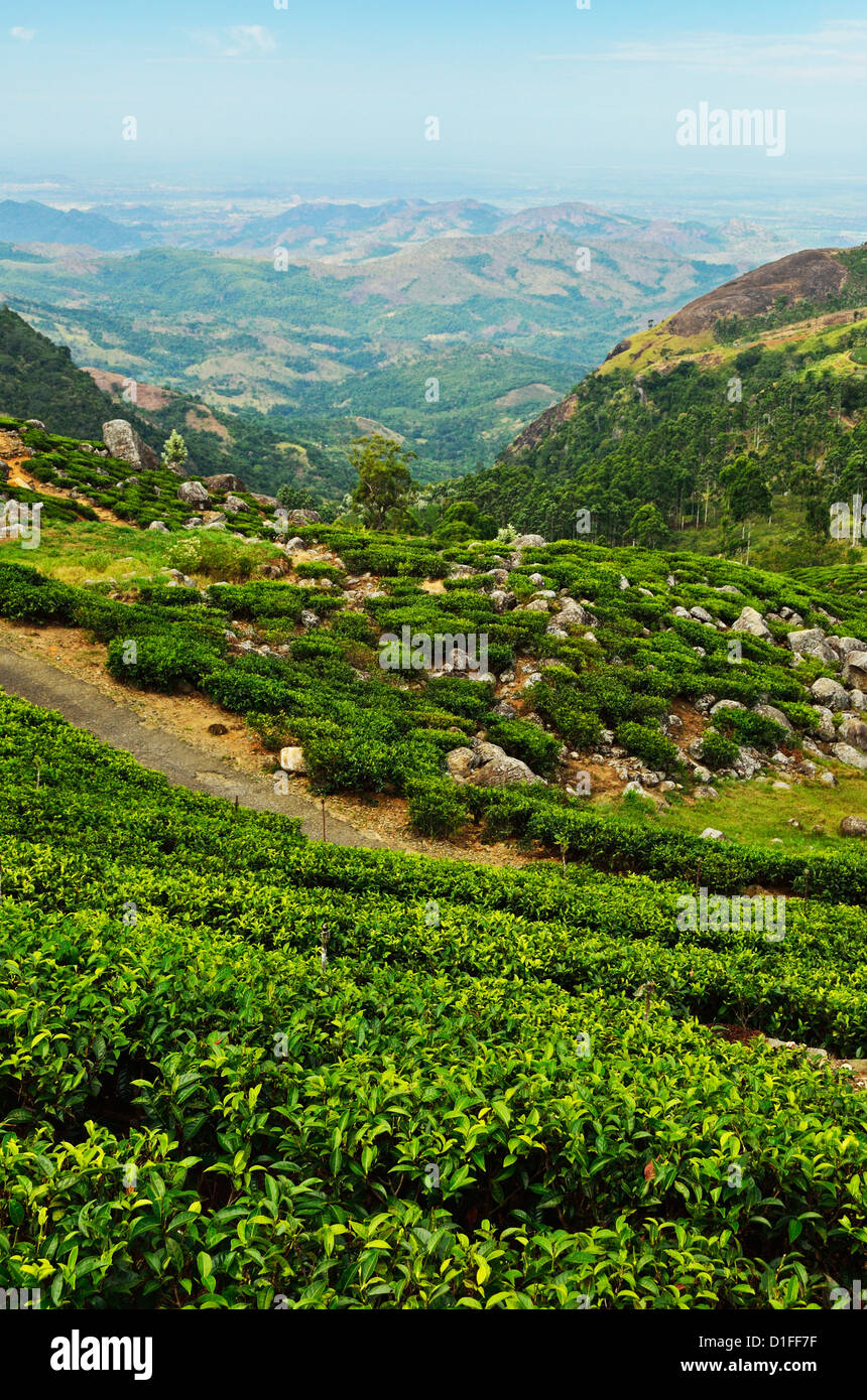Voir des plantations de thé Lipton du siège conducteur, Haputale, Sri Lanka, Asie Banque D'Images