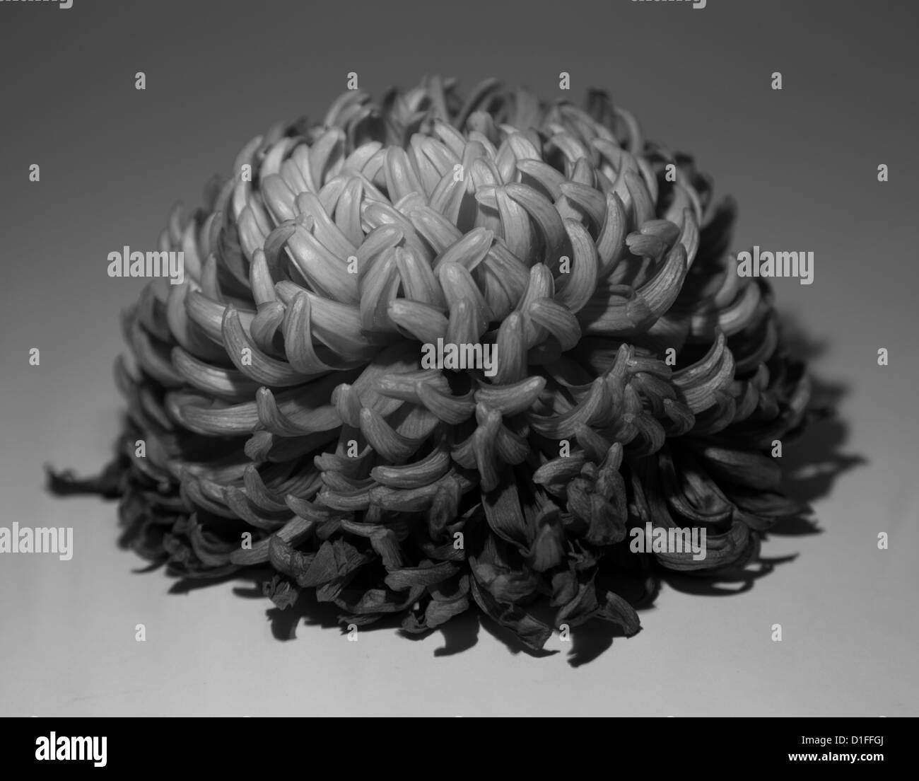 Image en noir et blanc d'une fleur de chrysanthème. Banque D'Images