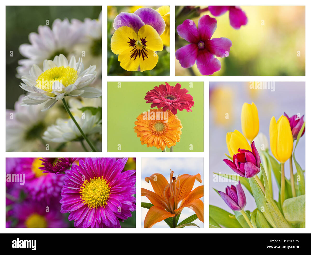 Grand collage fleurs avec couleurs étonnantes et détail Banque D'Images