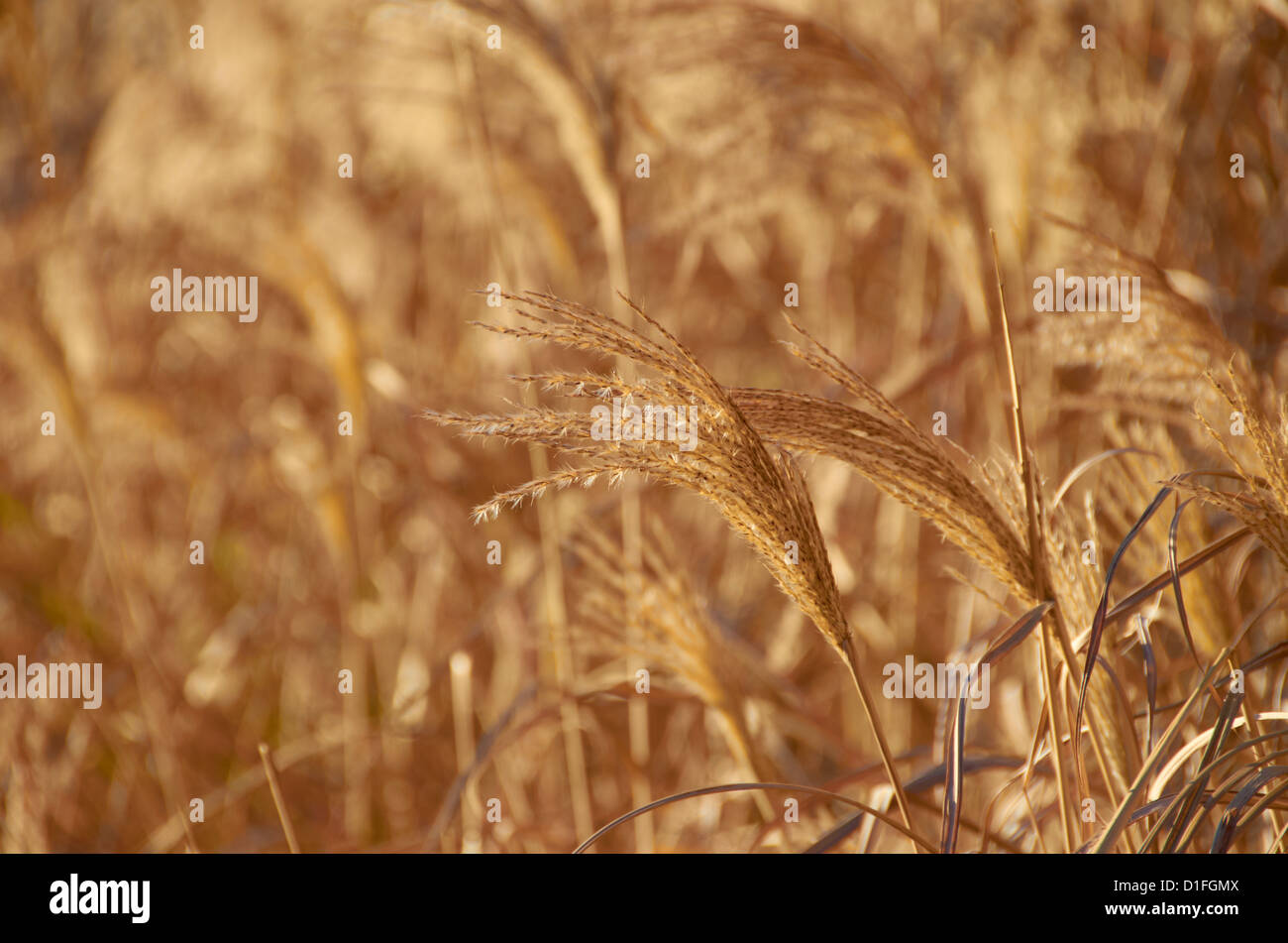 Les graminées dans un RHS garden Harlow Carr () Banque D'Images