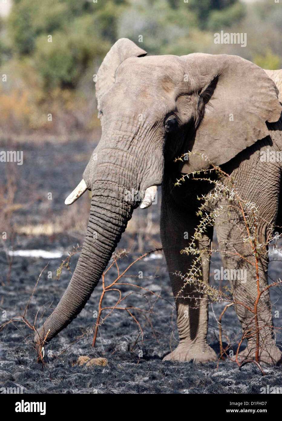 30.06.2009 éléphant africain en Afrique du Sud Galvin James Crédit Banque D'Images