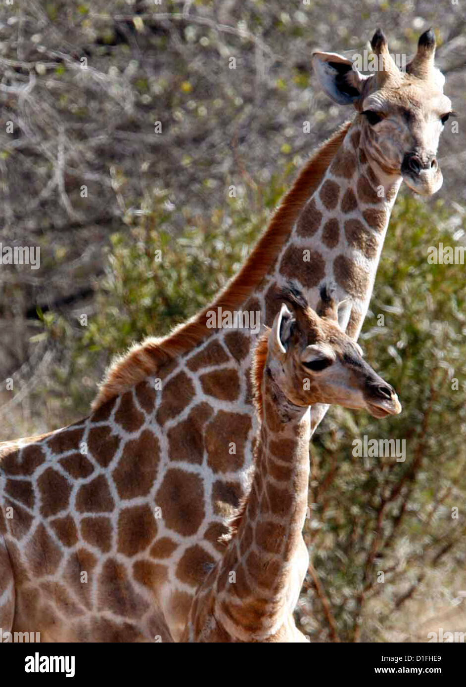 03.07.2009 Girafe et son bébé Calf Crédit Afrique du Sud Galvin Jame Banque D'Images