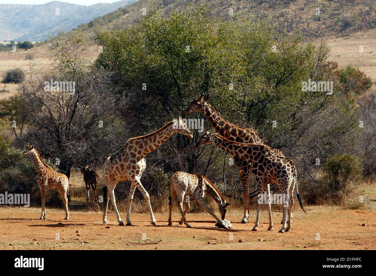 30.06.2009 Les Girafes et les mollets de bébé en Afrique du Sud Galvin James Crédit Banque D'Images
