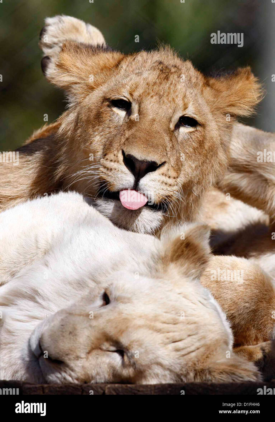 03.07.2009 Bébé Lion Cub en Afrique du Sud Galvin James Crédit Banque D'Images