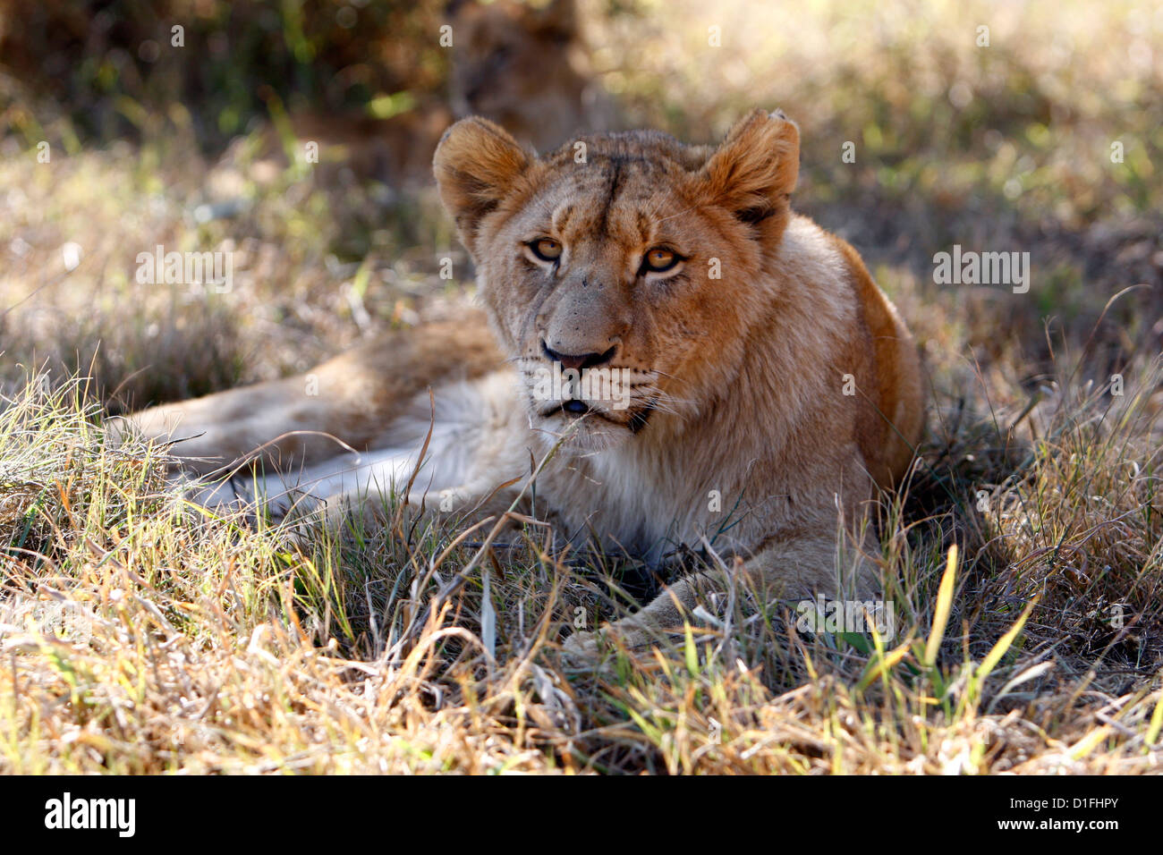 03.07.2009 Femme Lion en Afrique du Sud Galvin James Crédit Banque D'Images