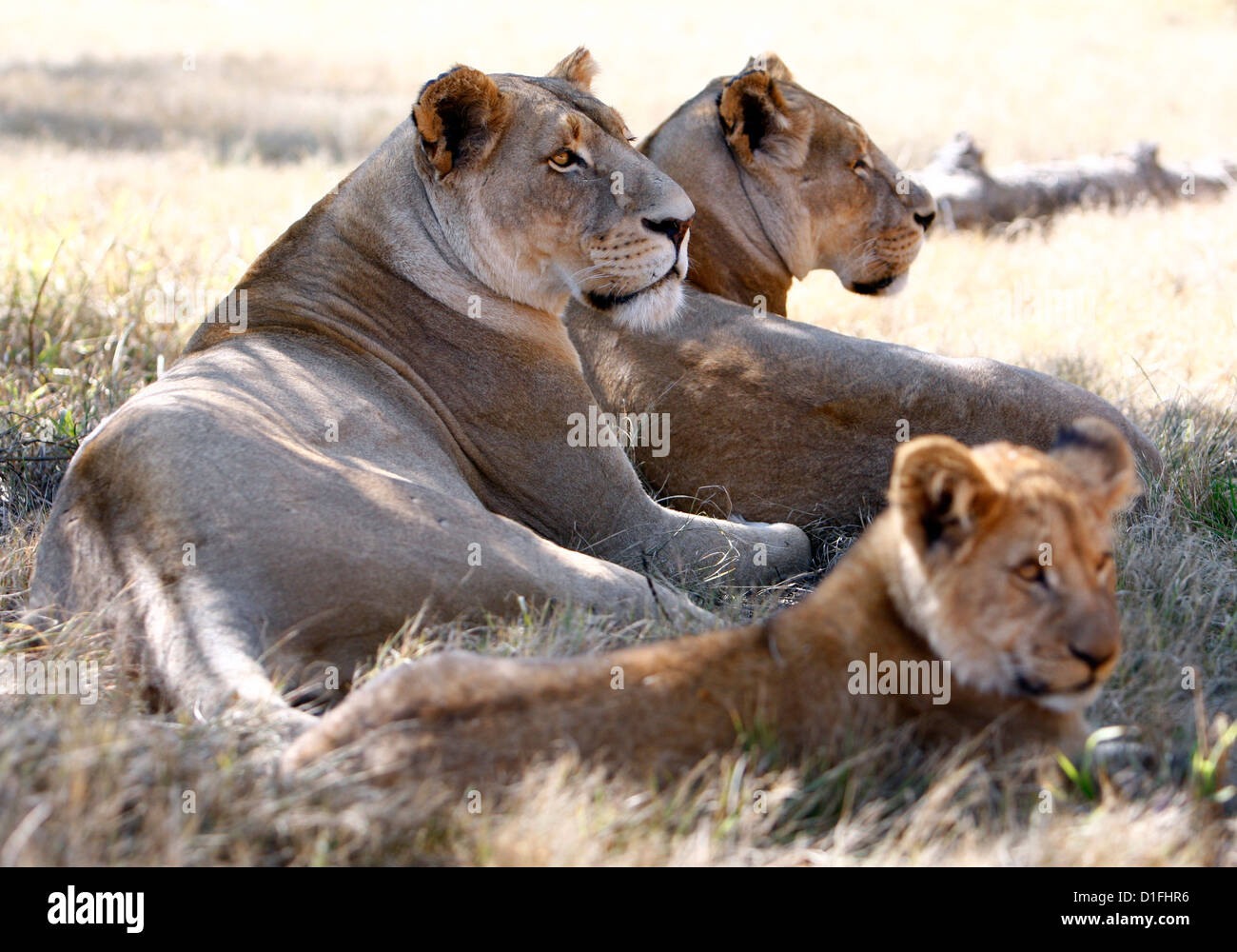 03.07.2009 Les Lions femelle et freiner le crédit en Afrique du Sud, James Galvin Banque D'Images