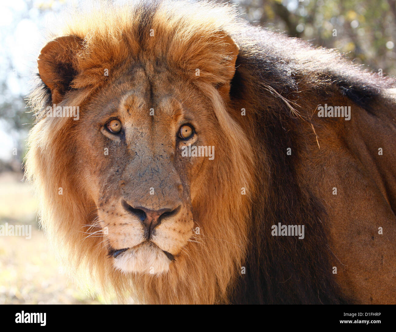 03.07.2009 Lion en Afrique du Sud Galvin James Crédit Banque D'Images