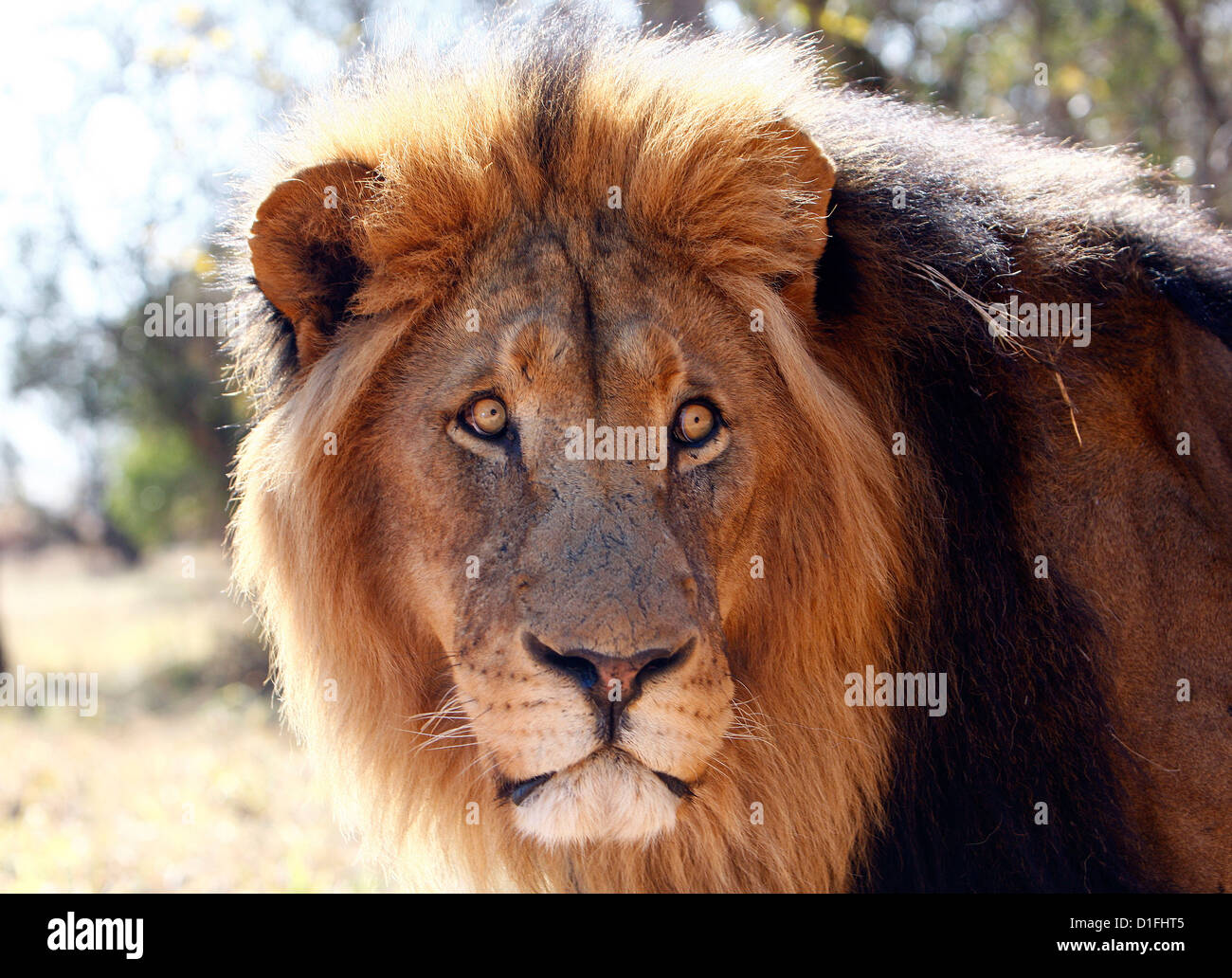 03.07.2009 Lion en Afrique du Sud Galvin James Crédit Banque D'Images