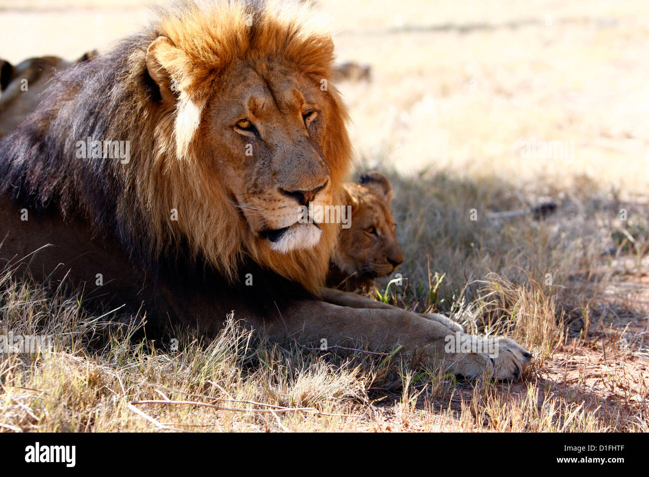 03.07.2009 lion mâle avec bordure en Afrique du Sud Galvin James Crédit Banque D'Images