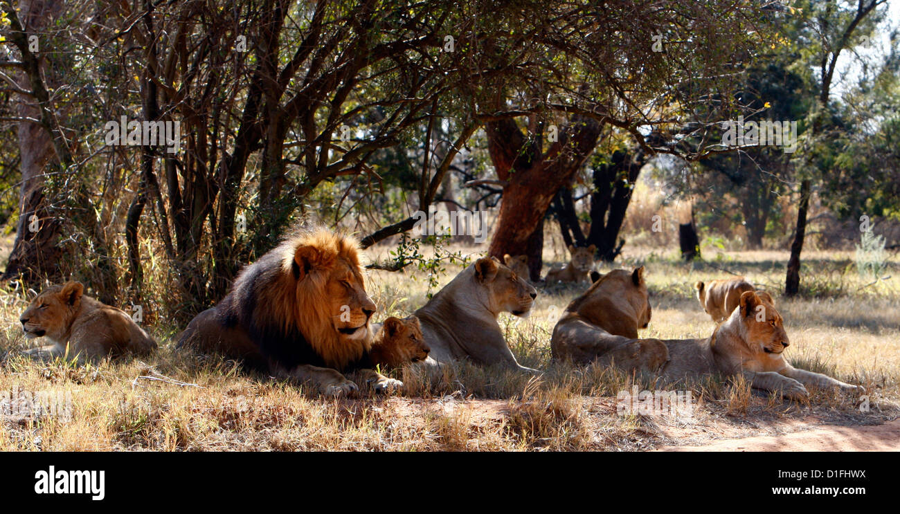 Mâle Femelle 03.07.2009,Lions et freiner le crédit en Afrique du Sud, James Galvin Banque D'Images